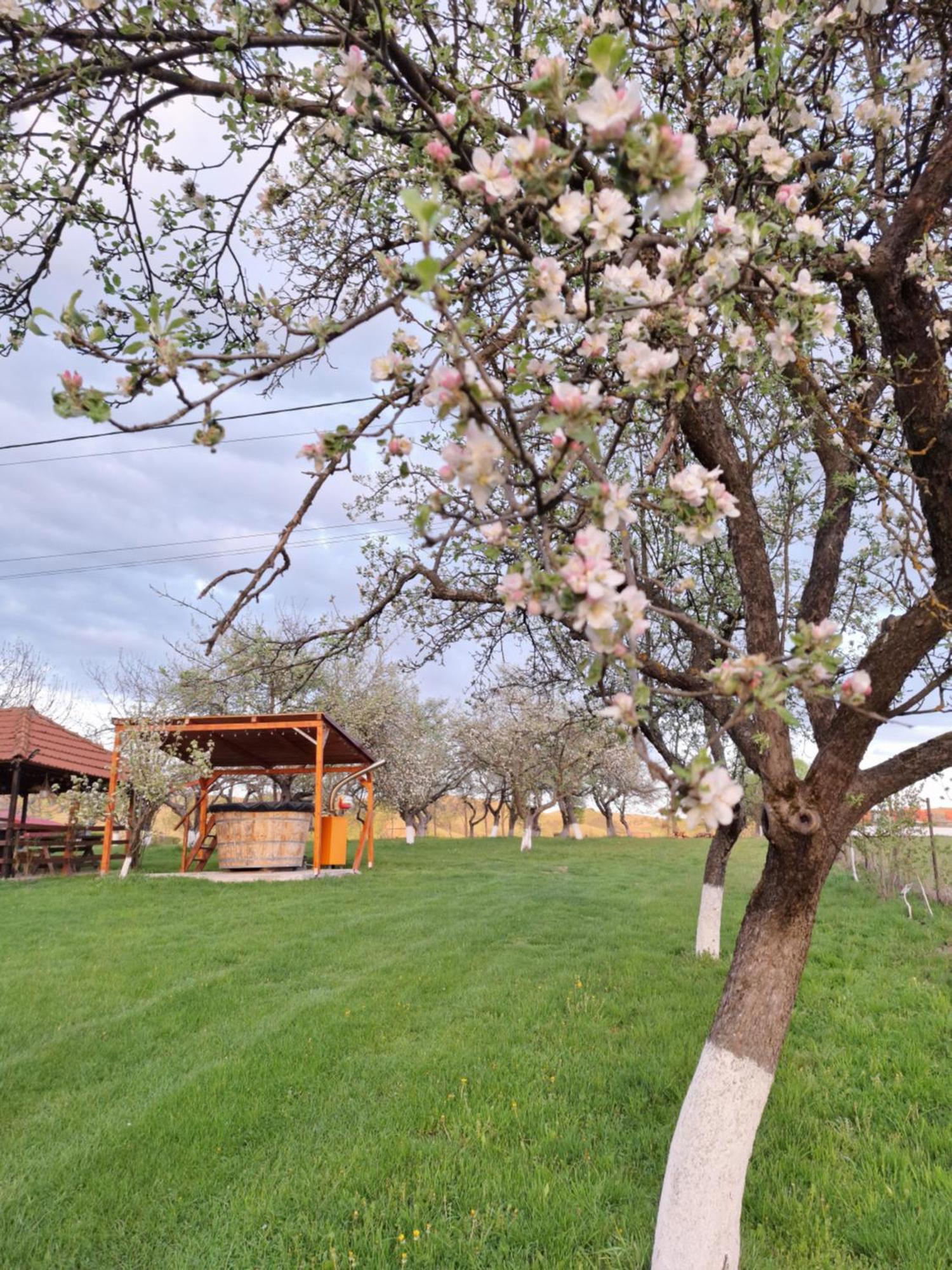 Pensiunea Agroturistica Ica Valea Drăganului Exterior photo