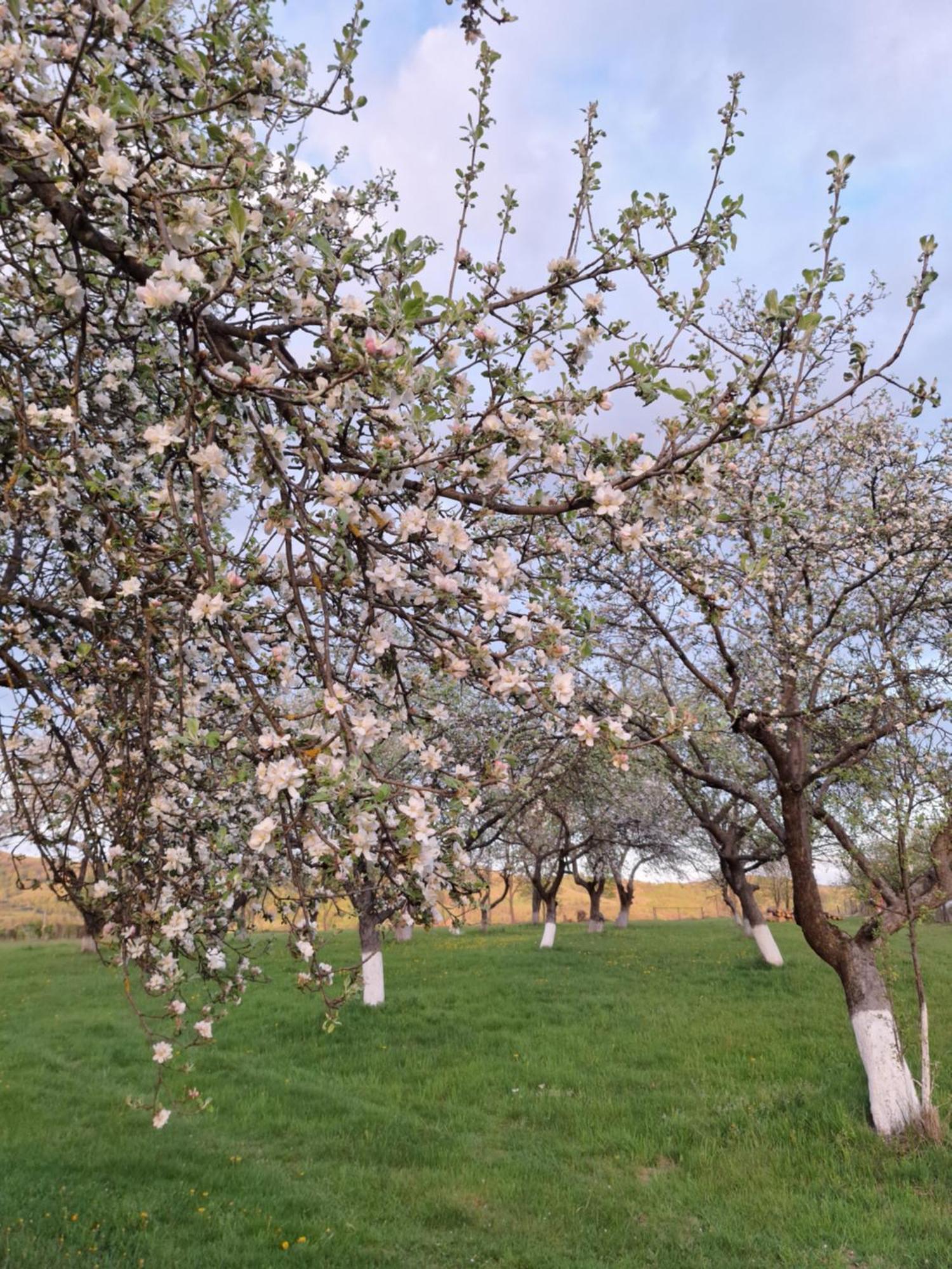 Pensiunea Agroturistica Ica Valea Drăganului Exterior photo