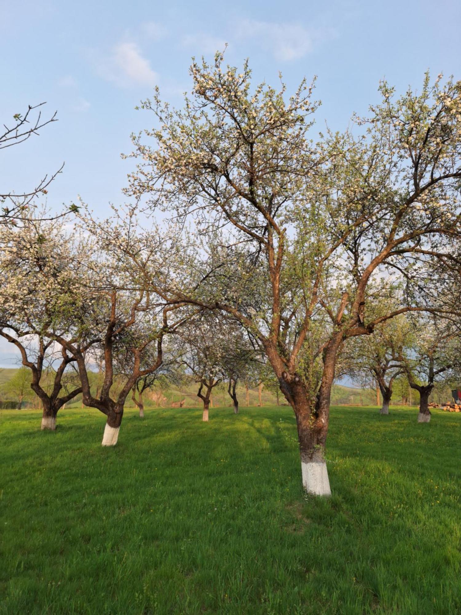 Pensiunea Agroturistica Ica Valea Drăganului Exterior photo